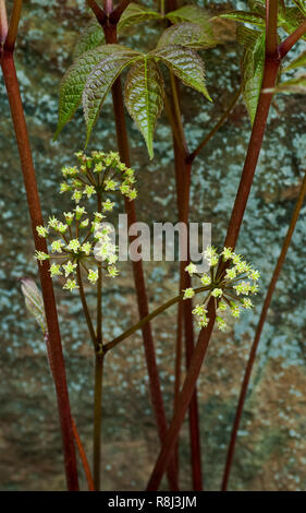Wild sarsaparilla, Aralia nudicaulis in flower in woodland ...