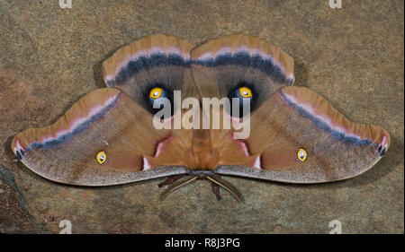 Male Polyphemus moth (Antheraea polyphemus). Eyespots on hind wings are often covered by front wing and then revealed suddenly in attempt to startle p Stock Photo