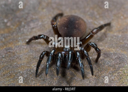 Purse web spider (Atypus affinis) in defensive pose. What appear to be a fifth pair of legs in the front are a pair of pedipalps. This primitive spide Stock Photo