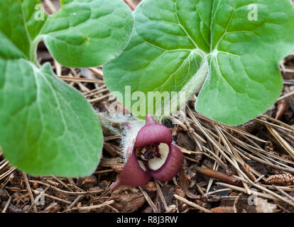 Canadian wild ginger (Asarum canadense) flower in early spring in central Virginia. Stock Photo