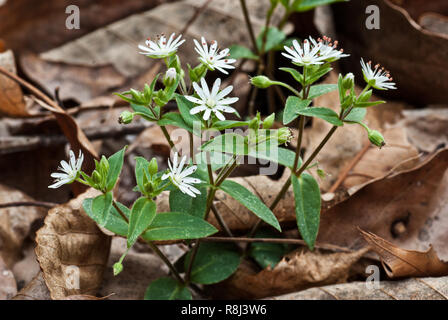 Early spring hi-res stock photography and images - Alamy