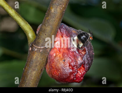 A bumble bee (Bombus sp.) with its head and thorax buried inside an overripe fig (Ficus sp.), feasting on the juices within. A flesh fly  (Sarcophaga  Stock Photo