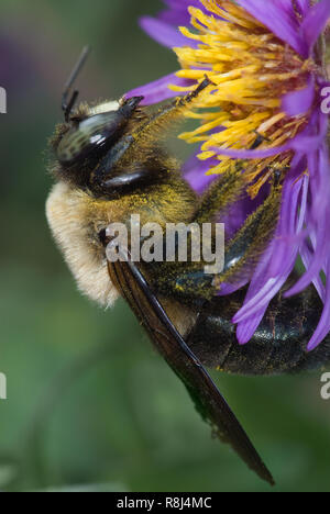 Male eastern carpenter bee (Xylocopa virginica) nectaring on New England aster (Symphotrichum novae-angliae) in early October in central Virginia. Mal Stock Photo