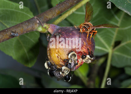 Bumblebees (Bombus sp.), cicada-killer wasp (Sphecius speciosus), and flesh flies (Sarcophaga pernix) feeding on a ripe fig (Ficus sp.) in central Vir Stock Photo