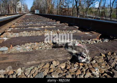 Raccoon (Procyon lotor) killed by train in central Virginia in mid-November Stock Photo