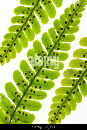 Sori-bearing fronds of autumn fern (Dryopteris erythrosora). The sori (sources) produce spores that are disseminated by wind and rain. Stock Photo