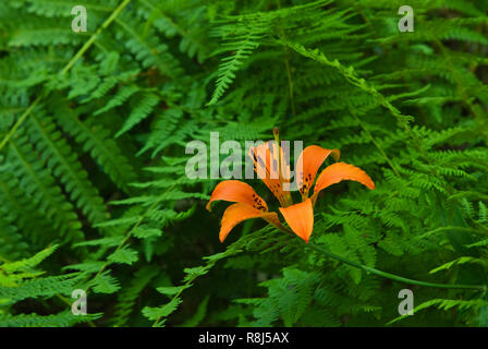 Wood lily (Lilium philadelphicum) growing among ferns in central Massachusetts. Stock Photo