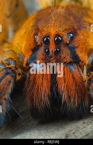 close-up-of-wandering-spider-