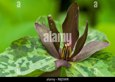 Sweet Betsy trillium (Trillium cuneatum) in early spring in central Virginia. Stock Photo