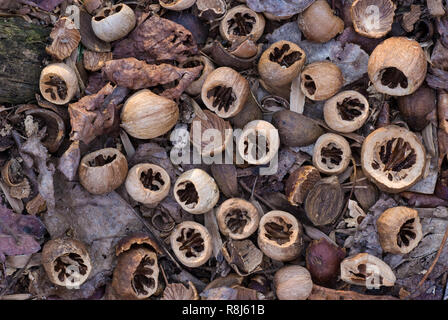 Nuts of red hickory tree (Carya ovalis) chewed open by southern flying squirrel (Glaucomys volans). Oval-shaped opening with no sharp edges is charact Stock Photo