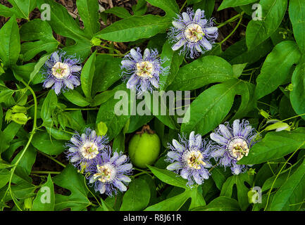 Passion flower vine (Passiflora incarnata) showing flowers, flower buds, and fruit. Also called maypop,  purple passionflower, true passionflower, wil Stock Photo