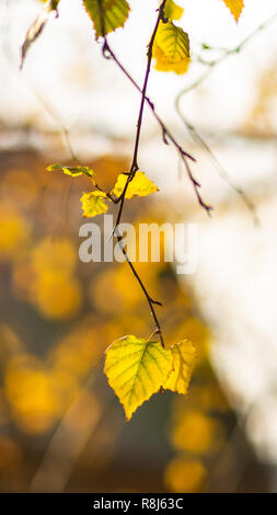 Birch branches on an autumn day against the sky and the roof of a house decorated with beautiful bokeh rings. Selective focus, macro shot Stock Photo