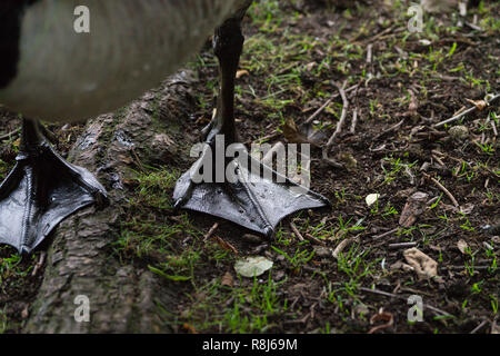 Close-up of the feet of a Canada Goose (Branta canadensis) on a Meadow. Stock Photo