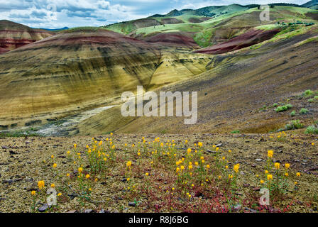 Golden bee plants (Cleome platycarpa) with the Painted Hills of John Day Fossil Beds National Monument in central Oregon in the background. Stock Photo