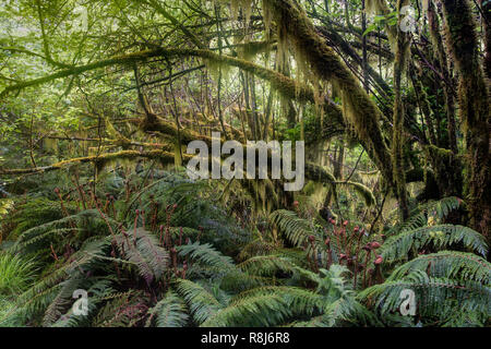 Moss-festooned trees and Prickly Shield Ferns (Polystichum vestitum) in the temperate rainforest along the Milford Track in Fiordland National Park in Stock Photo