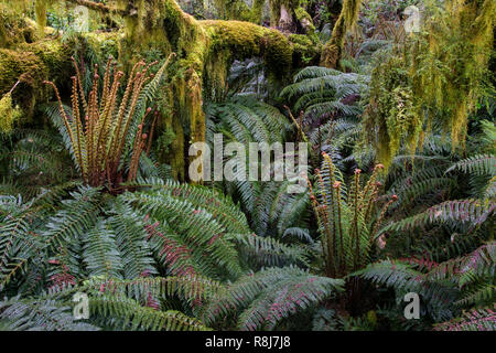 Moss-festooned trees and Prickly Shield Ferns (Polystichum vestitum) in spring in the temperate rainforest along the Milford Track in Fiordland Nation Stock Photo