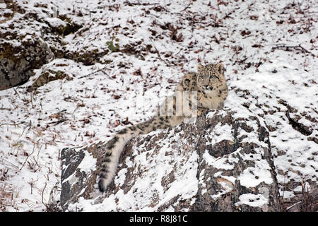 Snow Leopard Cub in the Snow, Crouching atop a Rocky Ledge Stock Photo