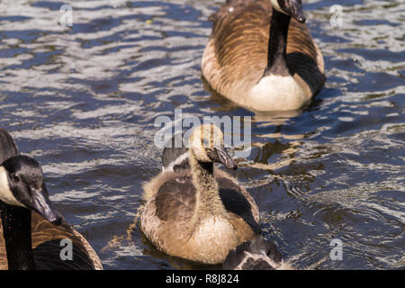 Close-up of a young floating Canada goose (Branta canadensis) Chick. Stock Photo