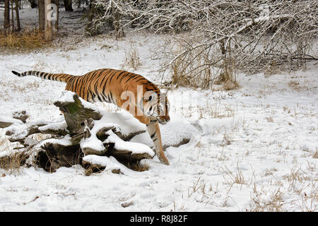 Tiger Jumping over a Snow Covered Fallen Log in Winter Stock Photo