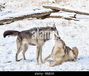 Tundra Wolf Demonstrating Submissive Behavior to Male Alpha in the Winter Snow Stock Photo