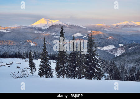 Beautiful mountain landscape at dawn. Firs in a mountain valley Carpathians, Ukraine, Europe Stock Photo