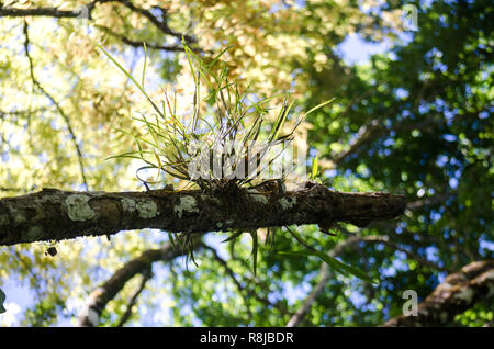 Orchids on trees Stock Photo