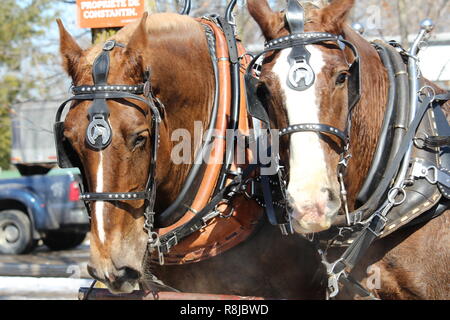 Attelage de chevaux à la cabane à sucre / Horse team at the sugar shack Stock Photo