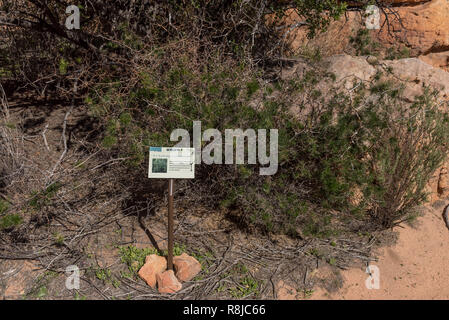 TRUITJIESKRAAL, SOUTH AFRICA, AUGUST 24, 2018: A wild asparagus at Truitjieskraal in the Cederberg Mountains of the Western Cape Province. An informat Stock Photo