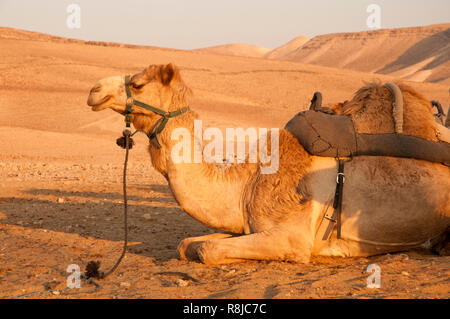 Camel sitting on the ground Stock Photo