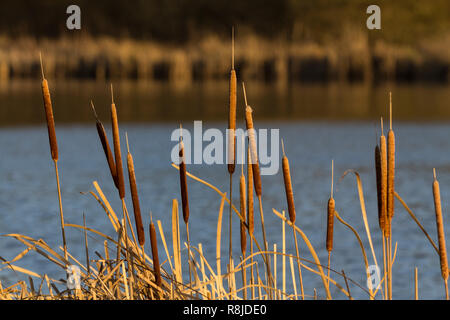 Bulrushes great reed mace or typha latifolia  in golden low winter sunlight at the waters edge UK. Sedge-like plant of freshwater margins. Stock Photo