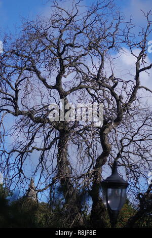 Leafless Winter Tree Skeleton with an Old Lamppost on a  Sunny Autumn Day. Cruickshank Botanic Garden, University of Aberdeen, Scotland, UK. Stock Photo