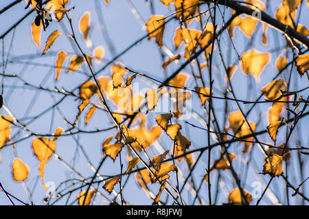 Silver Birches (Betula pendula) colorful autumn leaves on a blue sky background, California Stock Photo