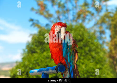 A large beautiful, red macaw parrot with blue-green feathers, sits on a blue perch in the park. Trees in the background. Close-up Stock Photo