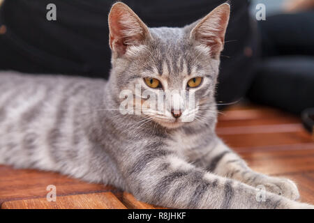 Lovely little tabby kitten lying on a wooden bench in the park Stock Photo