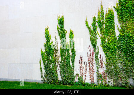 green leafy vines growing up a white big block wall Stock Photo