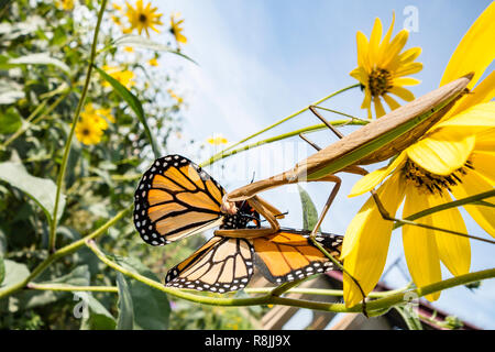 Large tan and green praying mantis eating a monarch butterfly caught a yellow flower Stock Photo