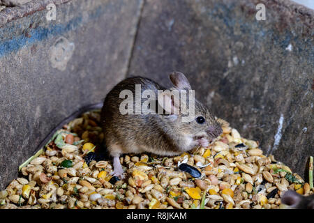 Cheeky Mice eating the chickens grain Stock Photo