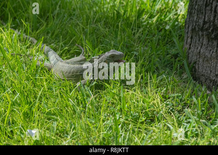 green iguana - Iguana Iguana - Iguana resting in the sun - native Aruba animal and herbivore - Stock Photo