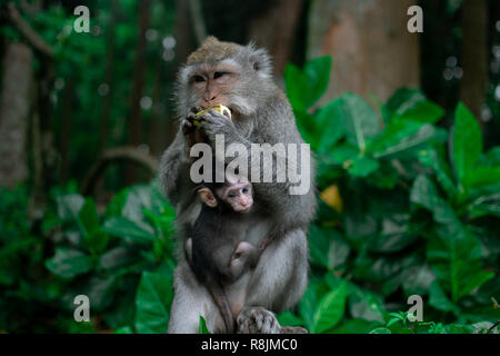 Closed up Mom hug with baby monkey, Thailand, family has a monkey mother and a cute monkey baby. Monkey is playing and staring. Stock Photo