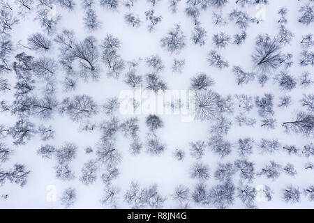 snow-covered winter fruit garden. apple orchard in a winter time. aerial view Stock Photo