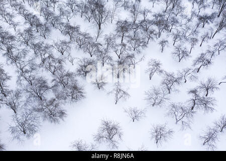 orchard with apple trees standing in rows on cold winter day. aerial photo Stock Photo