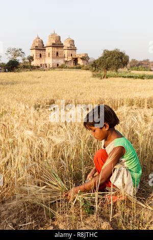 India, Madhya Pradesh, Orchha, a little girl harvesting wheat Stock Photo