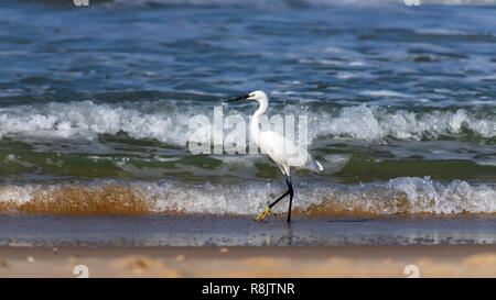 Side view of a white little heron bird walking along the foam waves of the sea shore close-up. Israel