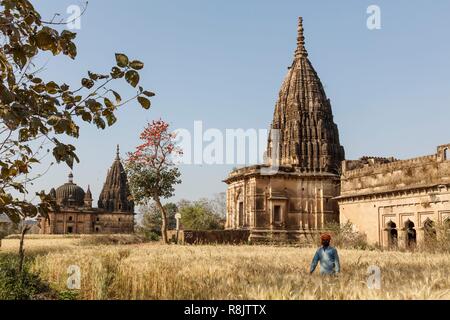 India, Madhya Pradesh, Orchha, a man in a wheat field and Vanvasi temple Stock Photo