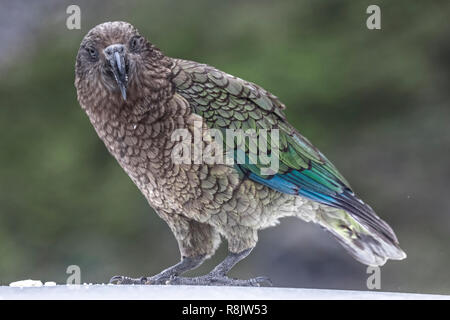 Kea, Milford Sound, South Island, Fiordland, New Zealand Stock Photo