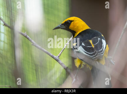 Altamira oriole (Icterus gularis), a New World oriole.   Found in subtropical Mexican Gulf Coast, northern Central America, Pacific coast and inlands. Stock Photo