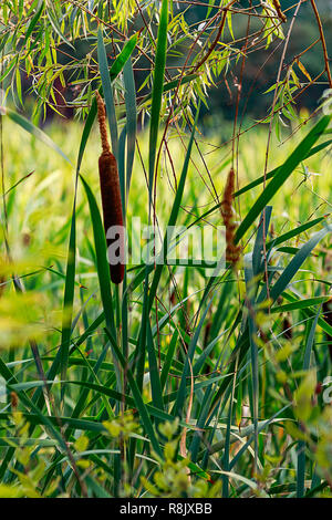 cat tails growing in tall grassy field Stock Photo