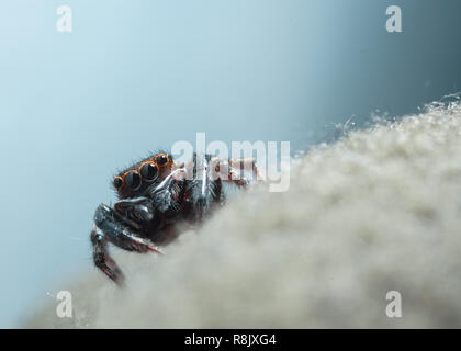 House jumping spider on a fabric macro shot shot.