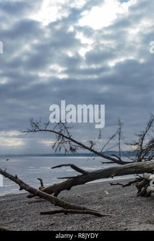 fallen tree on puget sound summer with small boat Stock Photo