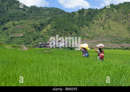 People carrying bags walking at Maligcong Rice Terraces, Bontoc, Mountain Province, Philippines, Asia Stock Photo